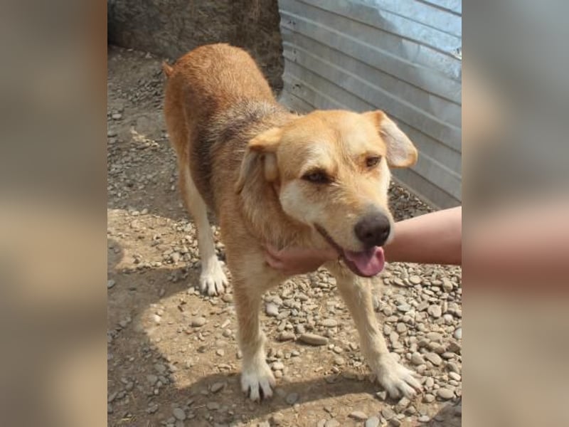 SILLY sehnt sich nach einem Zuhause