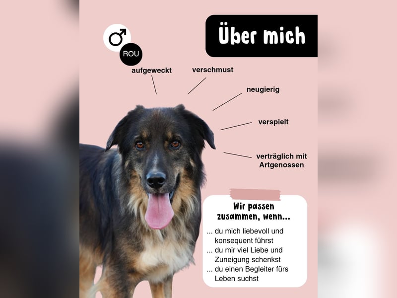 LUPIN sucht sein Zuhause