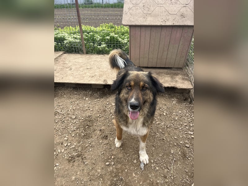 BALI sucht ein liebevolles Zuhause