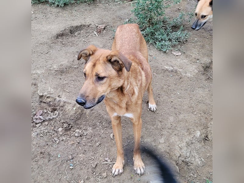 MONTY sucht nach Liebe