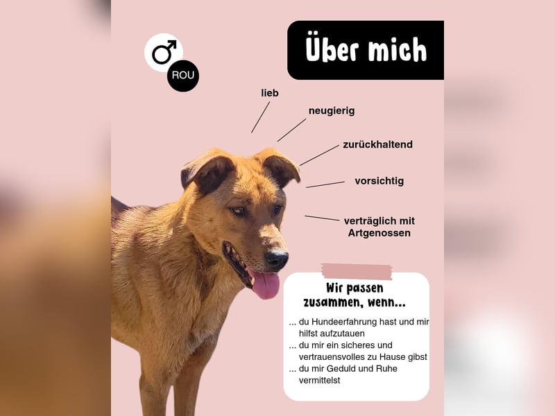 MONTY sucht nach Liebe