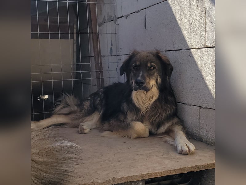 LUPIN sucht sein Zuhause