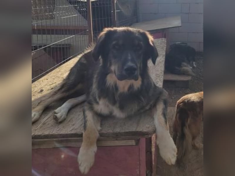 LUPIN sucht sein Zuhause