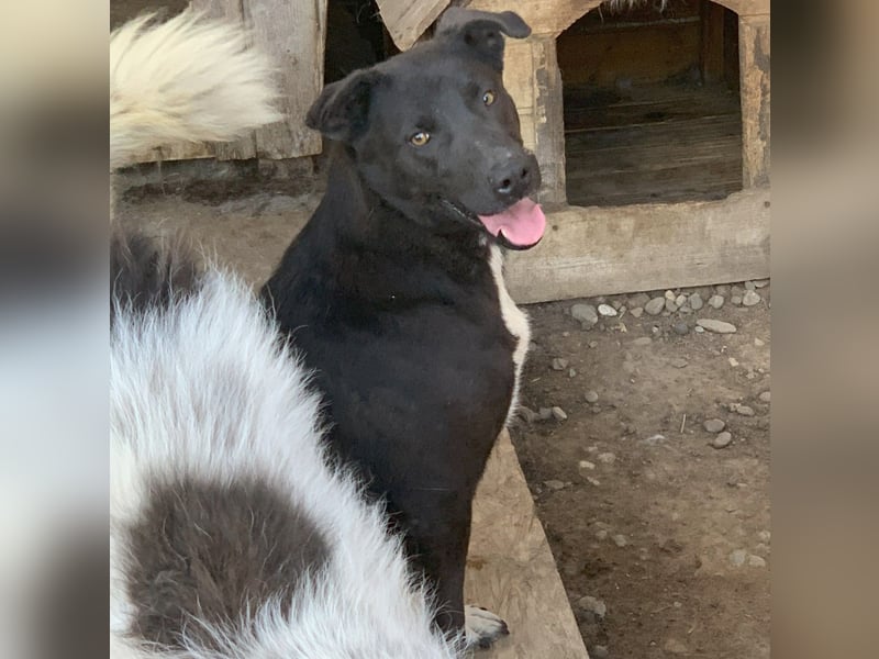 Liebevolle NANDAS sucht liebevolle Menschen