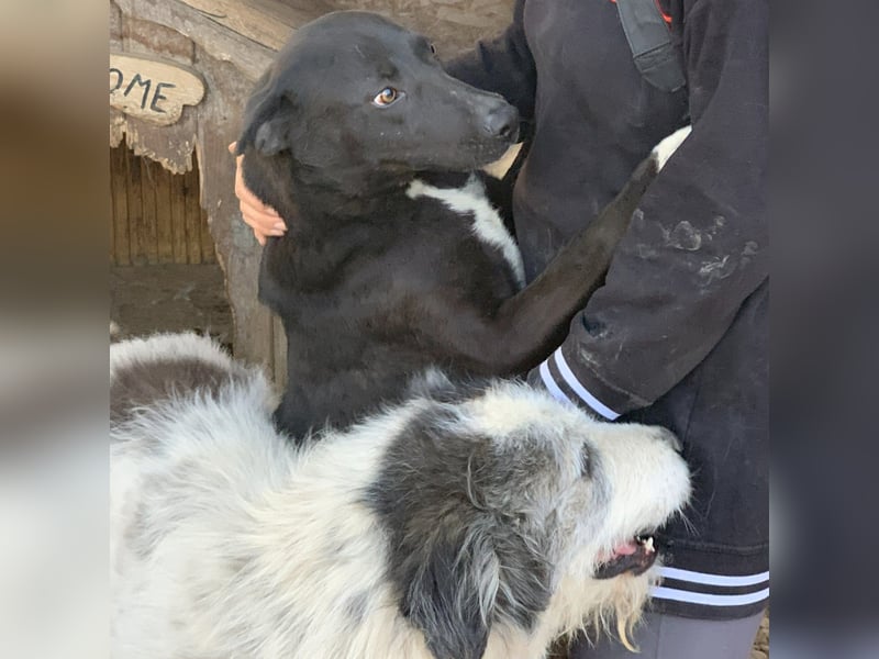 Liebevolle NANDAS sucht liebevolle Menschen