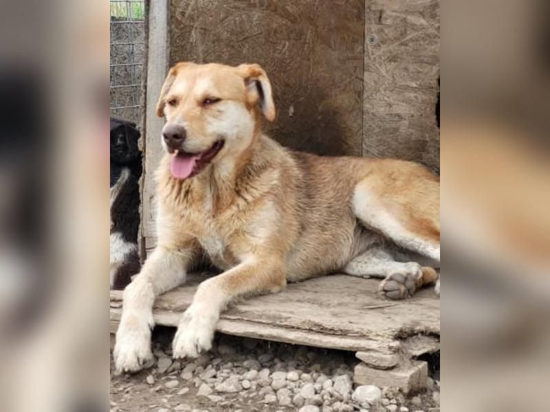 SILLY sehnt sich nach einem Zuhause