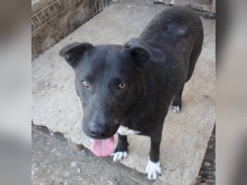 Liebevolle NANDAS sucht liebevolle Menschen