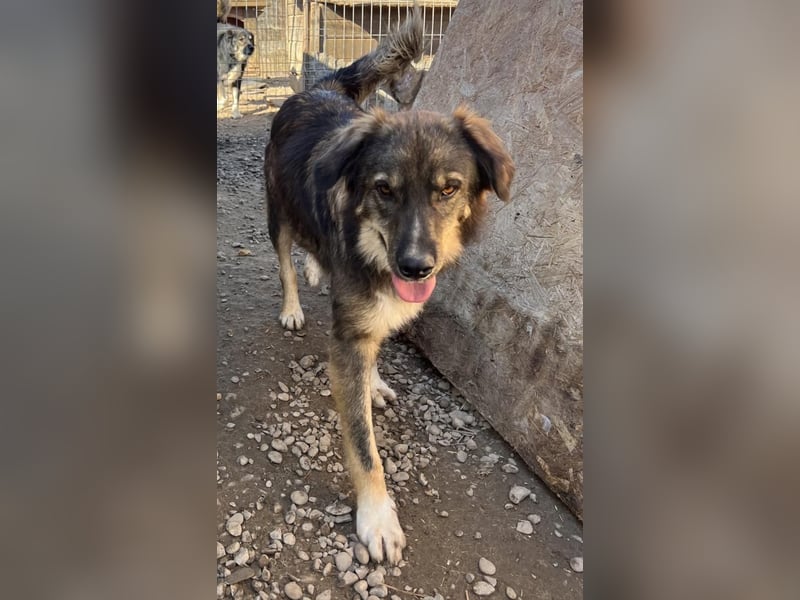 LUPIN sucht sein Zuhause