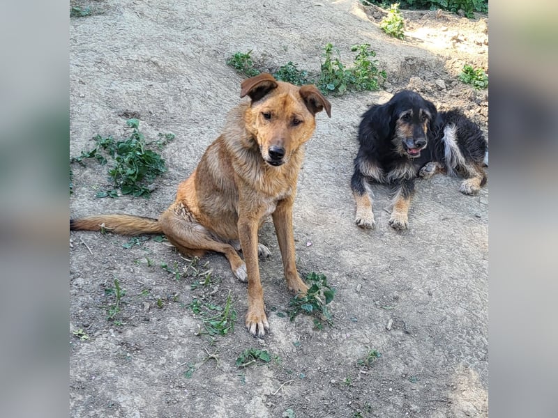 MONTY sucht nach Liebe