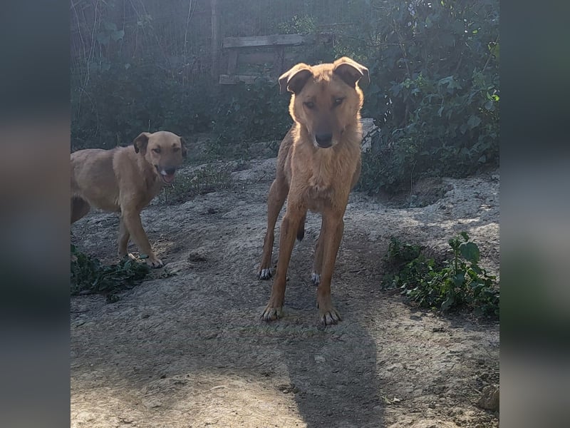 MONTY sucht nach Liebe