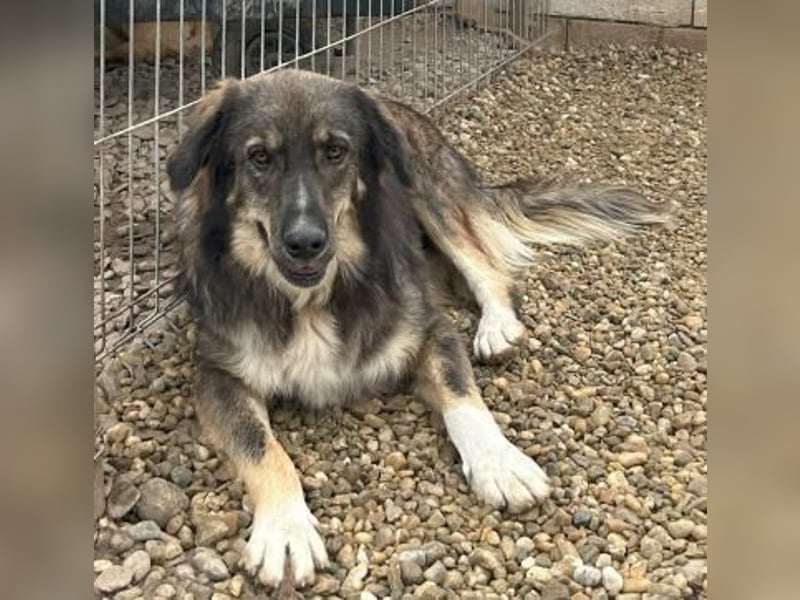 LUPIN sucht sein Zuhause