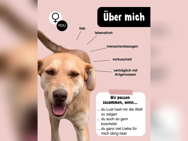 SILLY sehnt sich nach einem Zuhause