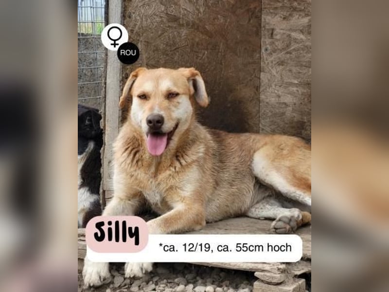 SILLY sehnt sich nach einem Zuhause