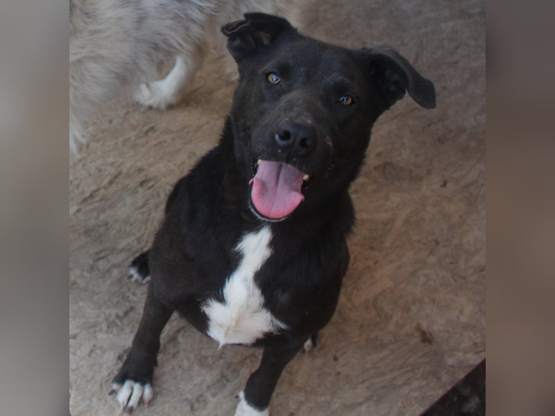 Liebevolle NANDAS sucht liebevolle Menschen