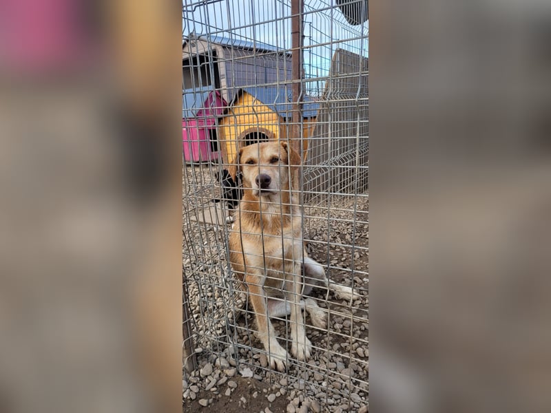 SILLY sehnt sich nach einem Zuhause