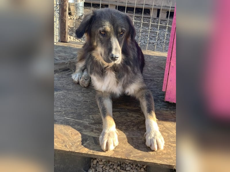 LUPIN sucht sein Zuhause