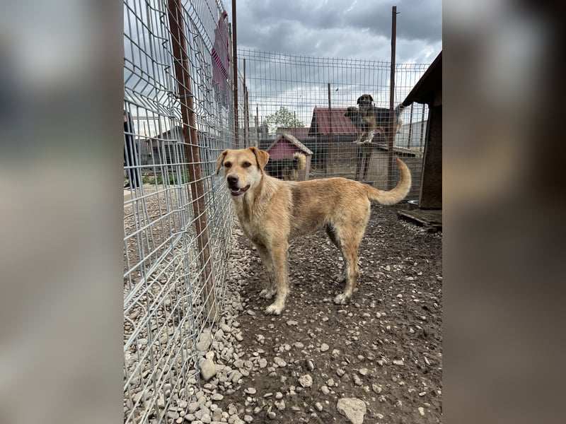 SILLY sehnt sich nach einem Zuhause