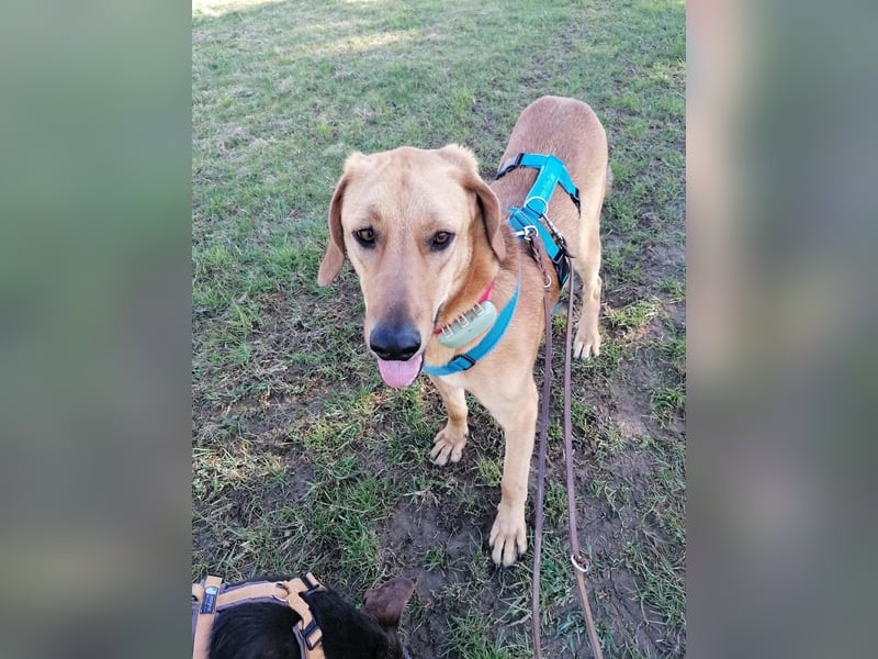 Lieber Rüde LUI sucht seine Familie ❤️