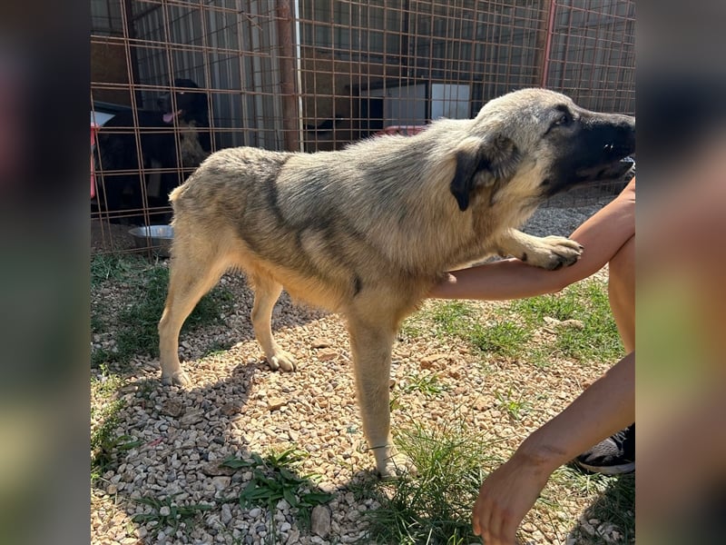 Kalahari sucht ihr Zuhause für immer ❤️