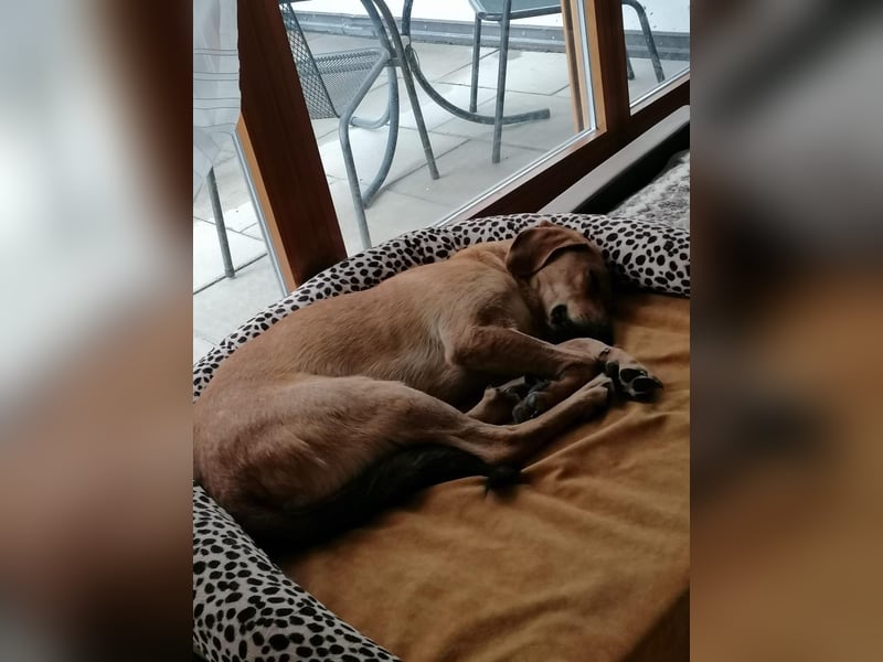 Lieber Rüde LUI sucht seine Familie ❤️