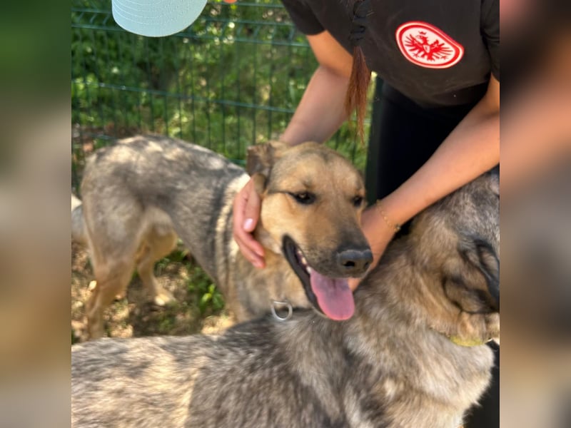 Burbon sucht sein forever Home❤️