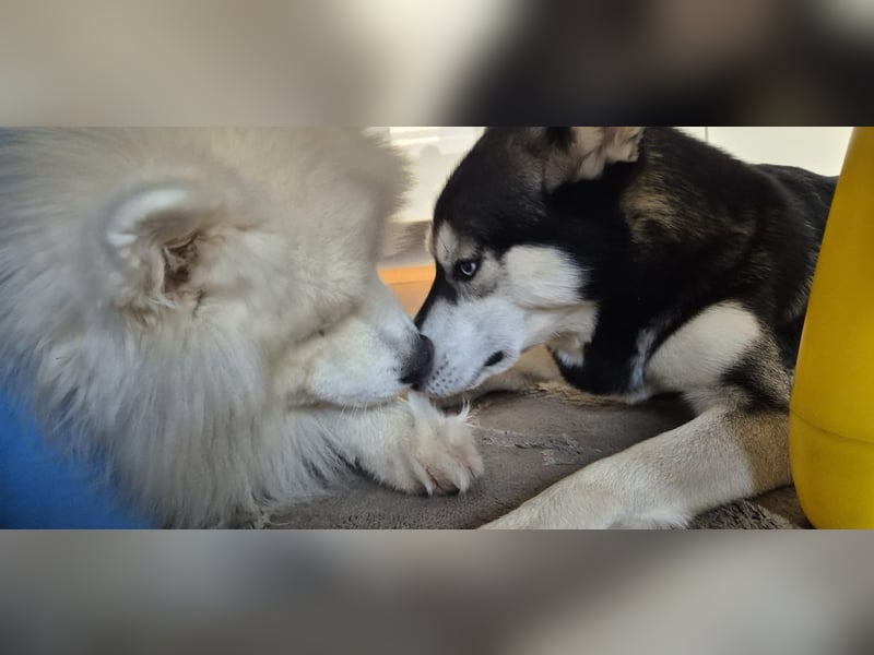 Vermittlungshilfe Pacco❤️