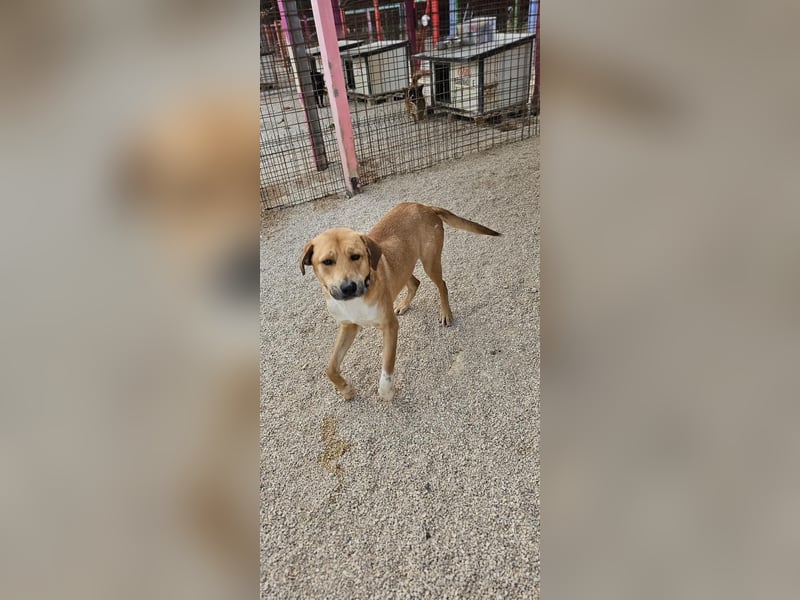 Süßfratz Roll sucht sein forever Home❤️