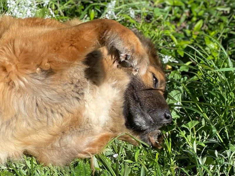 MECA sucht ihr Glück❤️
