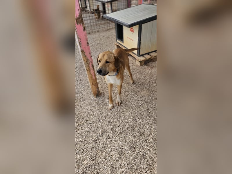 Süßfratz Roll sucht sein forever Home❤️