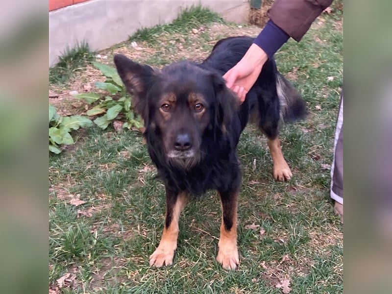 Lino sucht sein forever Home❤️