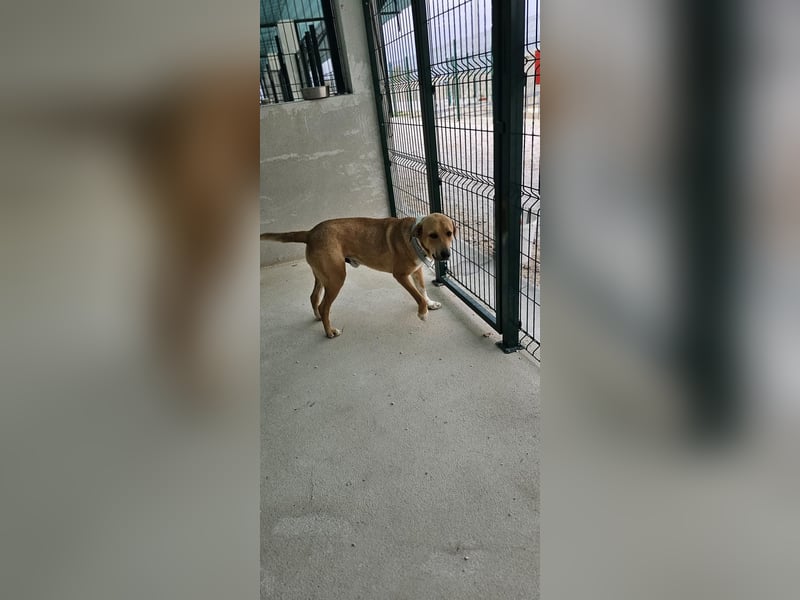 Süßfratz Roll sucht sein forever Home❤️