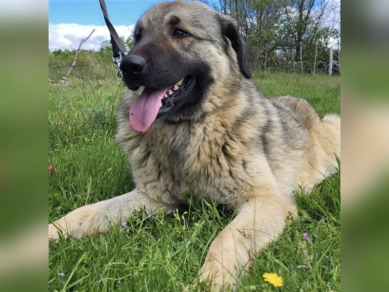 Kalahari sucht ihr Zuhause für immer ❤️