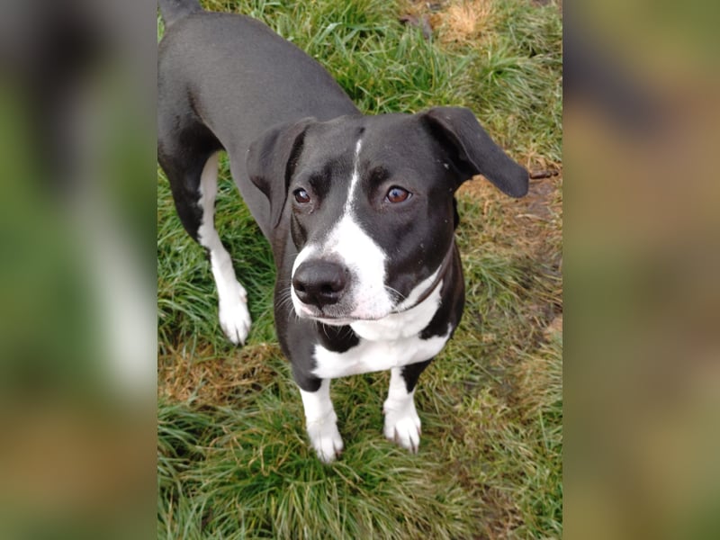 Vermittlungshilfe für KIRA❤️