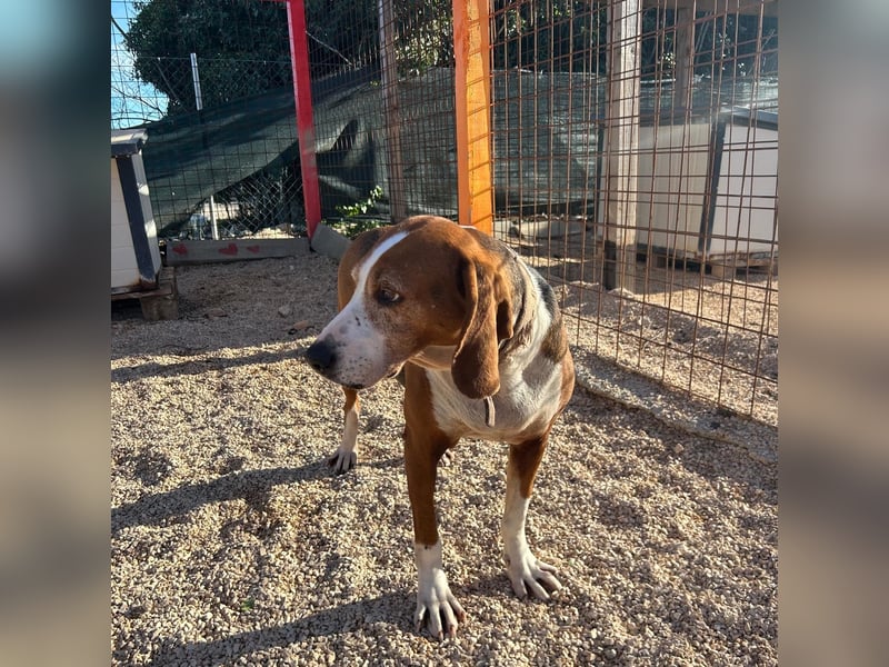 Aufgeschlossene Mila sucht ihr Zuhause ❤️