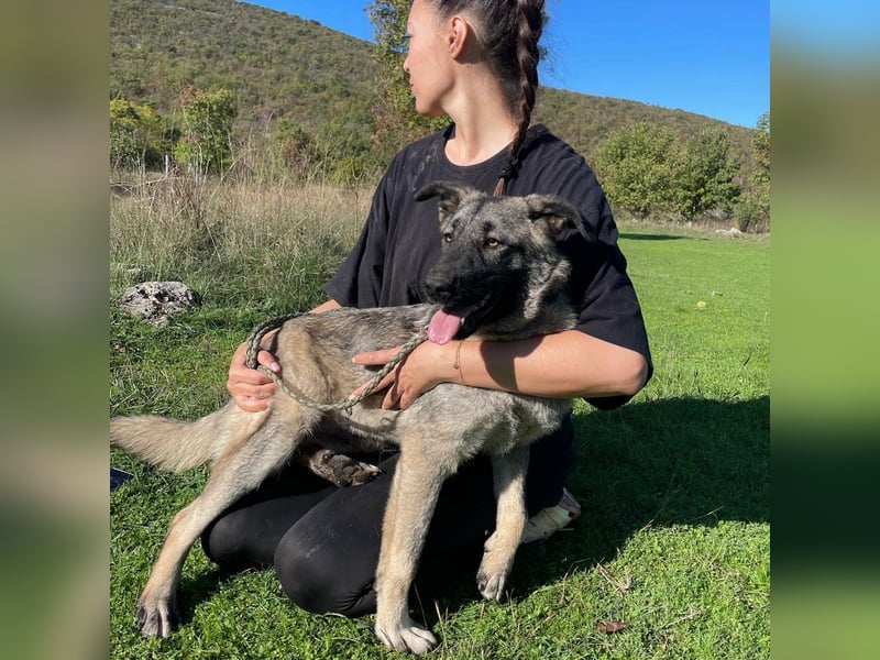 Veresa sucht ein Zuhause oder eine PS❤️