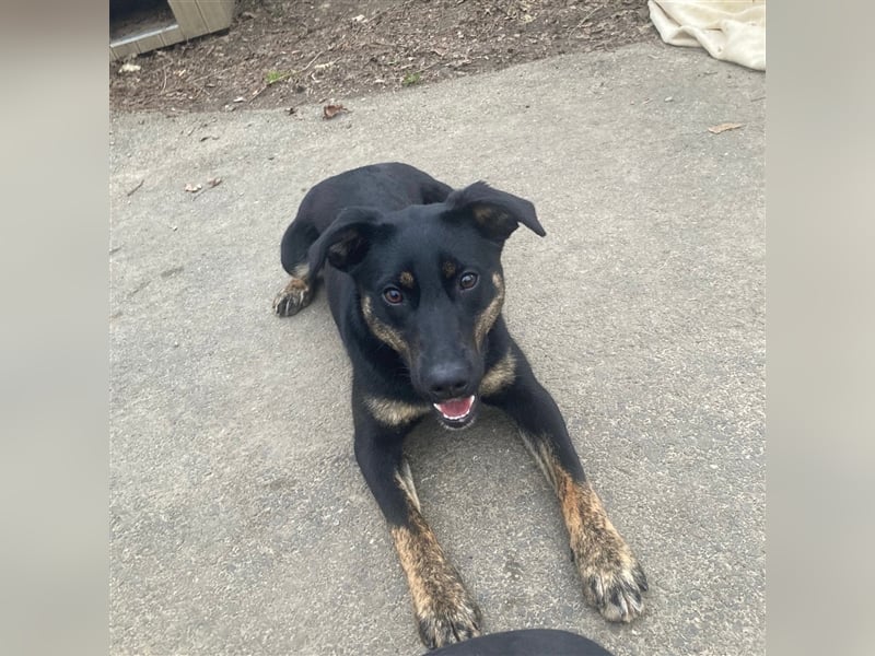 Hundemädchen Kay sucht ihr Glück❤️