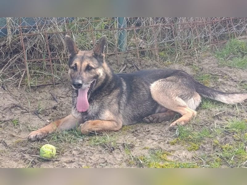 Durango sucht sein forever Home ❤️