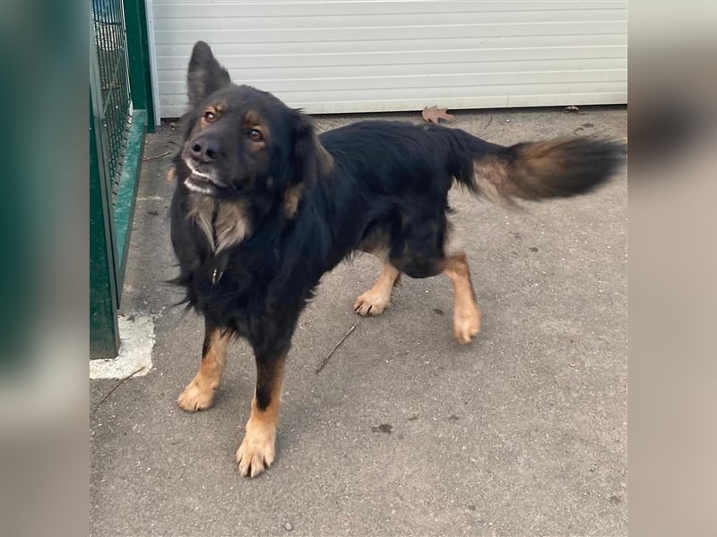 Lino sucht sein forever Home❤️