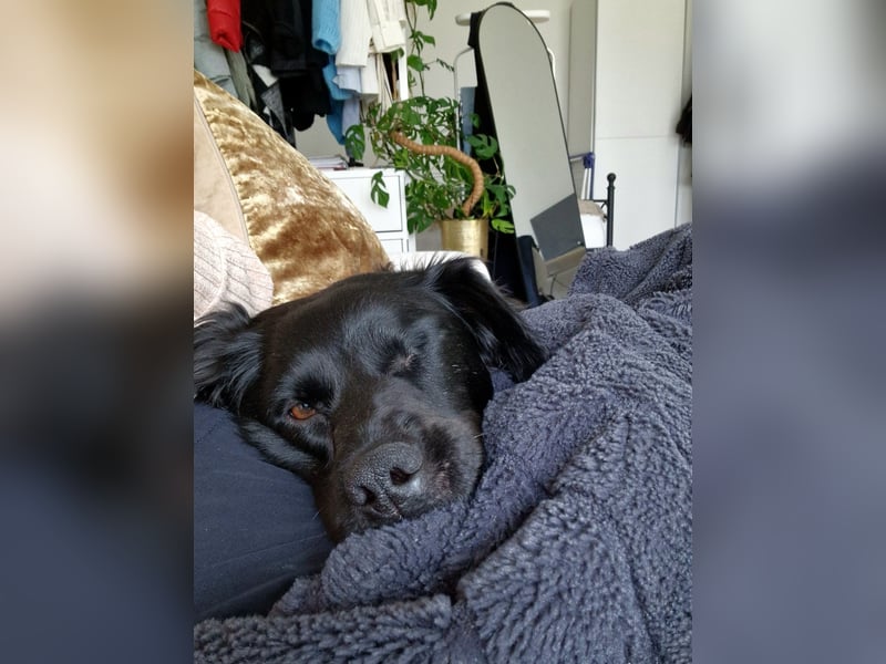 Verschmuste Eagle sucht forever Home❤️