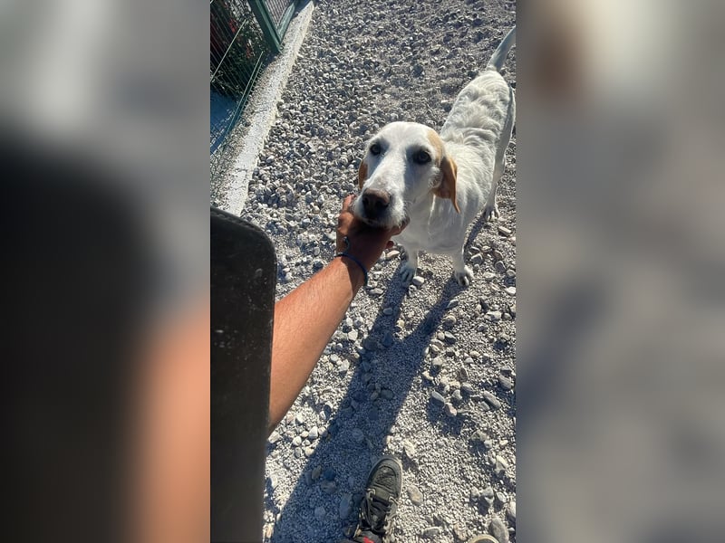 Hedda sucht ihr Zuhause ❤️