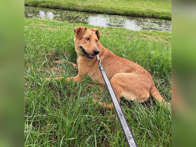 Nandi sucht ein liebevolles Zuhause ❤️