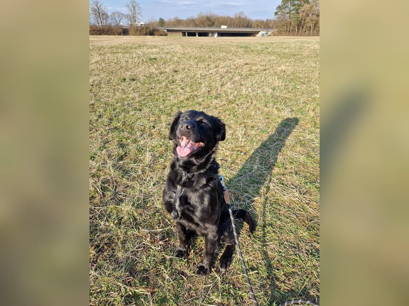 Verschmuste Eagle sucht forever Home❤️