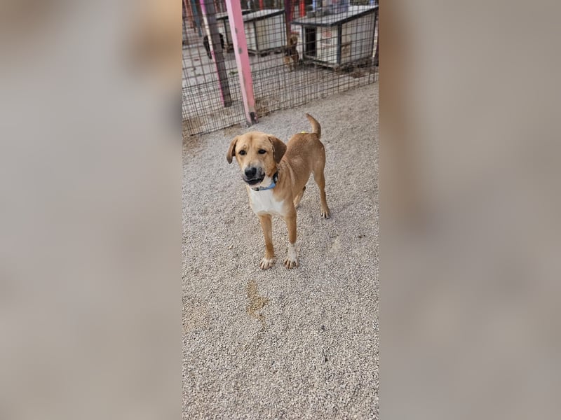 Süßfratz Roll sucht sein forever Home❤️