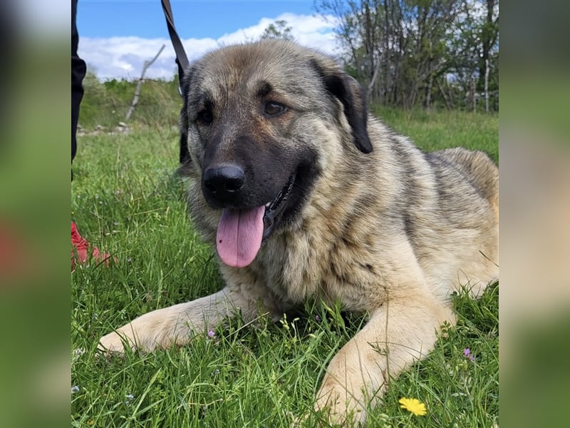 Kalahari sucht ihr Zuhause für immer ❤️