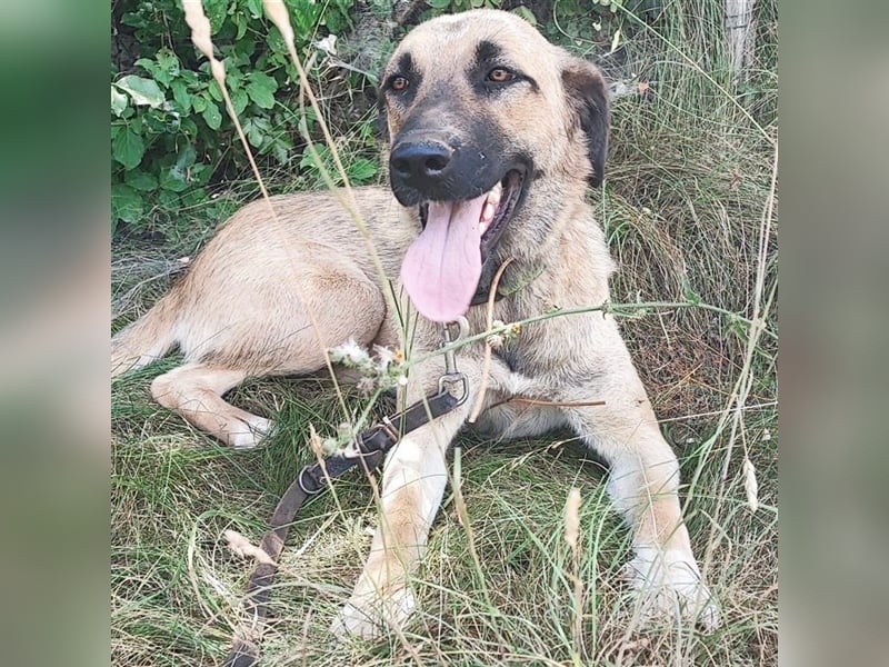 Silvia sucht ihr Zuhause ❤️