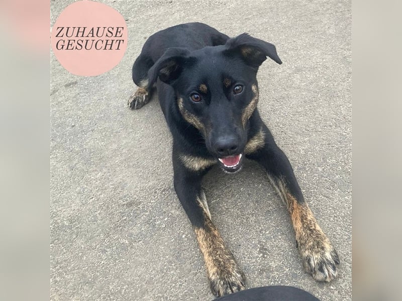 Hundemädchen Kay sucht ihr Glück❤️