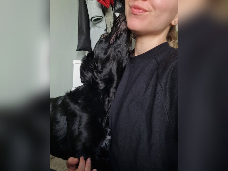 Verschmuste Eagle sucht forever Home❤️