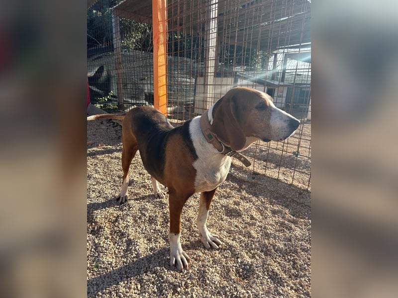 Aufgeschlossene Mila sucht ihr Zuhause ❤️