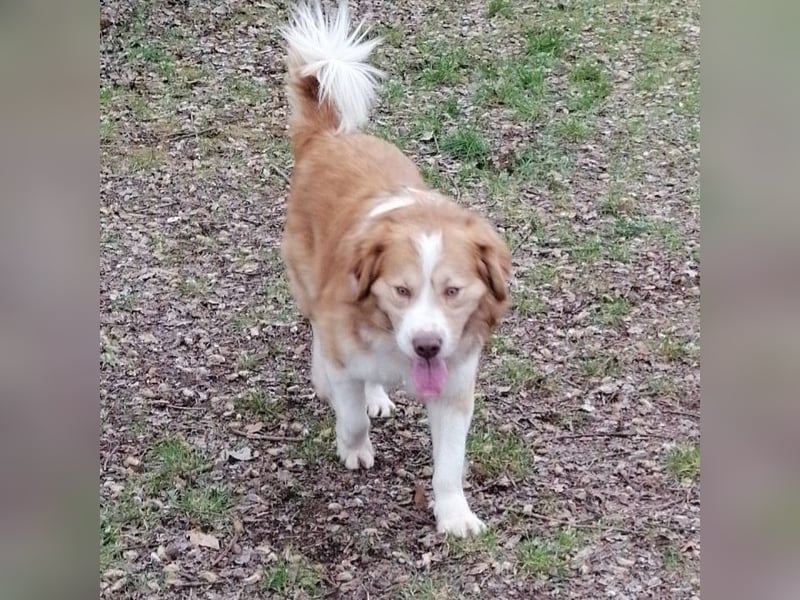 Vermittlungshilfe für Lenny ❤️
