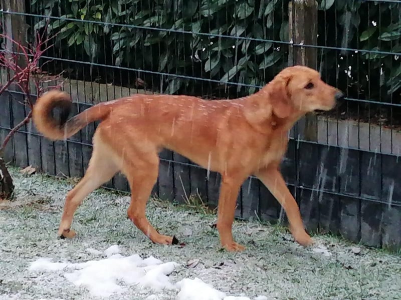 LUI sucht seine Familie ❤️